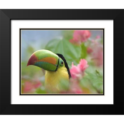 Keel-billed Toucan II Black Modern Wood Framed Art Print with Double Matting by Fitzharris, Tim