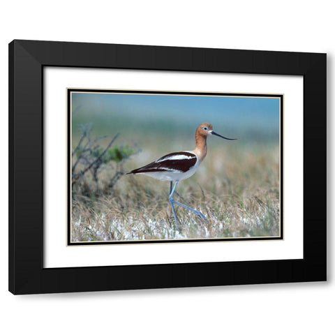 American Avocet Black Modern Wood Framed Art Print with Double Matting by Fitzharris, Tim