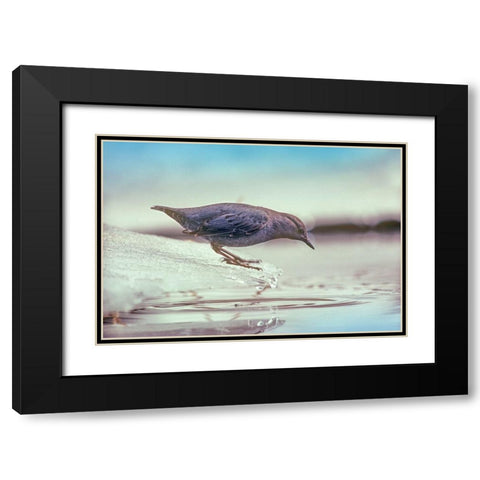 American Dipper Standing on Ice Black Modern Wood Framed Art Print with Double Matting by Fitzharris, Tim