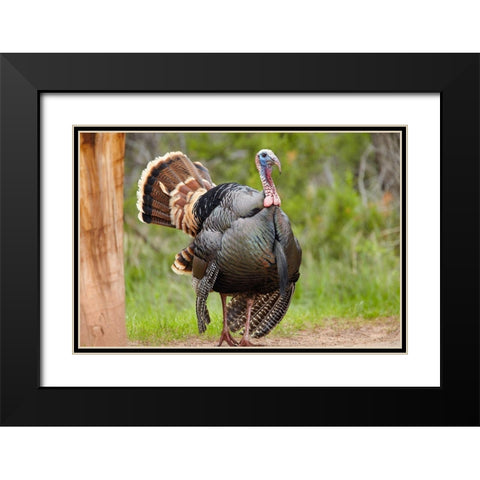 Wild Turkey Male Black Modern Wood Framed Art Print with Double Matting by Fitzharris, Tim