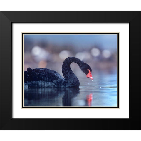 Black Swan-Vancouver-British Columbia Black Modern Wood Framed Art Print with Double Matting by Fitzharris, Tim