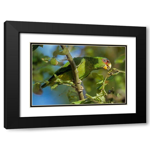 White-fronted Parrot Black Modern Wood Framed Art Print with Double Matting by Fitzharris, Tim