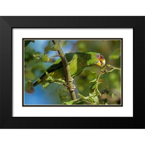 White-fronted Parrot Black Modern Wood Framed Art Print with Double Matting by Fitzharris, Tim