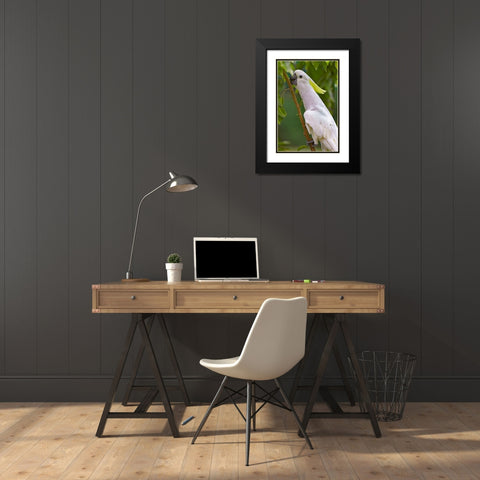 Umbrella Parrot Black Modern Wood Framed Art Print with Double Matting by Fitzharris, Tim