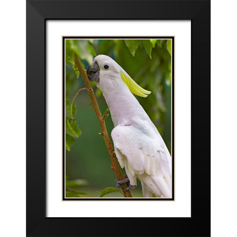 Umbrella Parrot Black Modern Wood Framed Art Print with Double Matting by Fitzharris, Tim