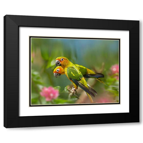 Conure Parrots Black Modern Wood Framed Art Print with Double Matting by Fitzharris, Tim