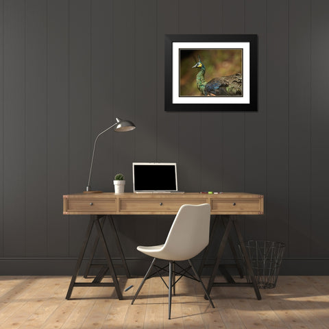 Peacock V Black Modern Wood Framed Art Print with Double Matting by Fitzharris, Tim