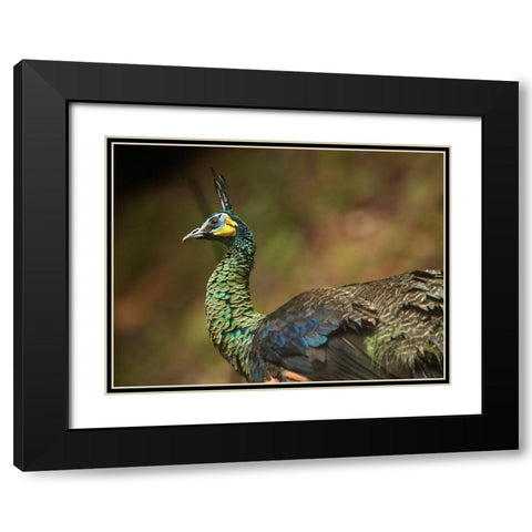 Peacock V Black Modern Wood Framed Art Print with Double Matting by Fitzharris, Tim