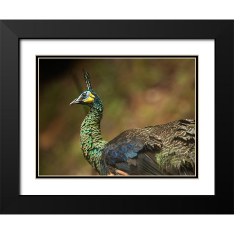 Peacock V Black Modern Wood Framed Art Print with Double Matting by Fitzharris, Tim