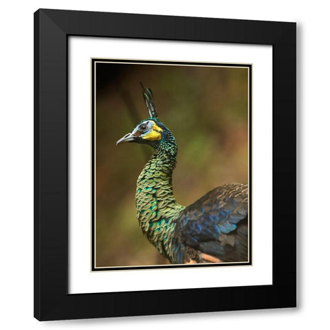 Peacock VI Black Modern Wood Framed Art Print with Double Matting by Fitzharris, Tim