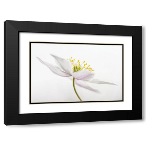 Nemorosa Black Modern Wood Framed Art Print with Double Matting by Disher, Mandy