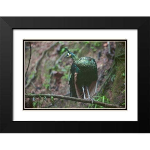 Peacock VII Black Modern Wood Framed Art Print with Double Matting by Fitzharris, Tim
