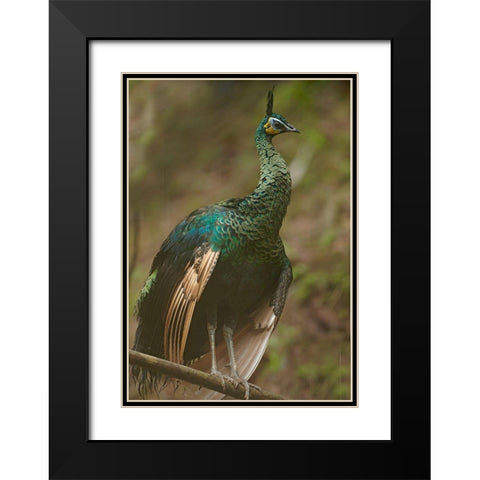 Peacock VIII Black Modern Wood Framed Art Print with Double Matting by Fitzharris, Tim