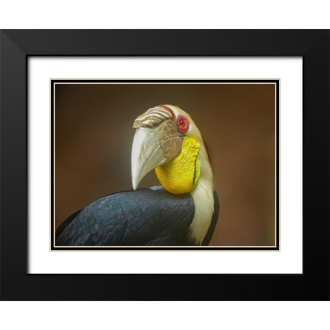 Wreathed Hornbill Malaysia II Black Modern Wood Framed Art Print with Double Matting by Fitzharris, Tim