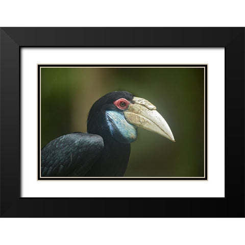 Wreathed Hornbill Malaysia Female Black Modern Wood Framed Art Print with Double Matting by Fitzharris, Tim