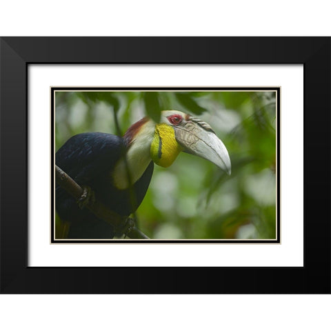 Wreathed Hornbill Malaysia III Black Modern Wood Framed Art Print with Double Matting by Fitzharris, Tim