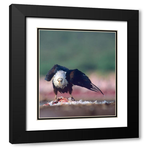 Fish Eagle Black Modern Wood Framed Art Print with Double Matting by Fitzharris, Tim