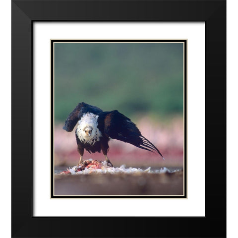 Fish Eagle Black Modern Wood Framed Art Print with Double Matting by Fitzharris, Tim