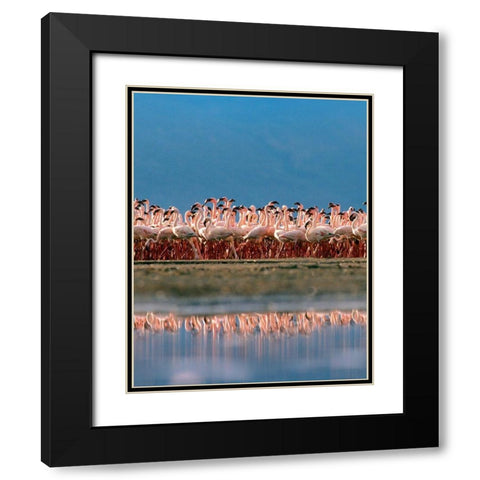 Lesser Flamingos over Lake Magadi Kenya Black Modern Wood Framed Art Print with Double Matting by Fitzharris, Tim