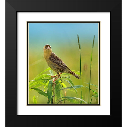 Bobolink Female in Summer Meadow I Black Modern Wood Framed Art Print with Double Matting by Fitzharris, Tim