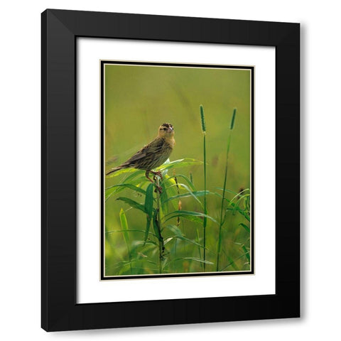 Bobolink Female in Summer Meadow II Black Modern Wood Framed Art Print with Double Matting by Fitzharris, Tim