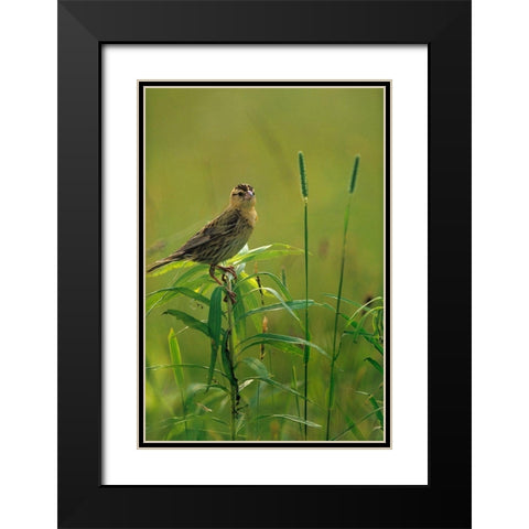 Bobolink Female in Summer Meadow II Black Modern Wood Framed Art Print with Double Matting by Fitzharris, Tim