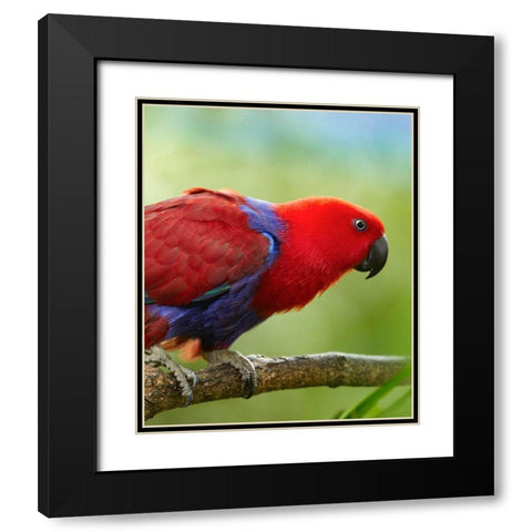 Eclectus Parrot Female Black Modern Wood Framed Art Print with Double Matting by Fitzharris, Tim