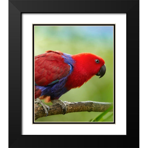 Eclectus Parrot Female Black Modern Wood Framed Art Print with Double Matting by Fitzharris, Tim