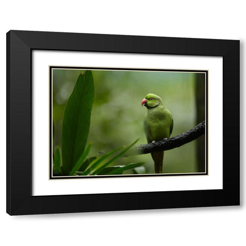 Indian Rose-ringed Parakeet I Black Modern Wood Framed Art Print with Double Matting by Fitzharris, Tim