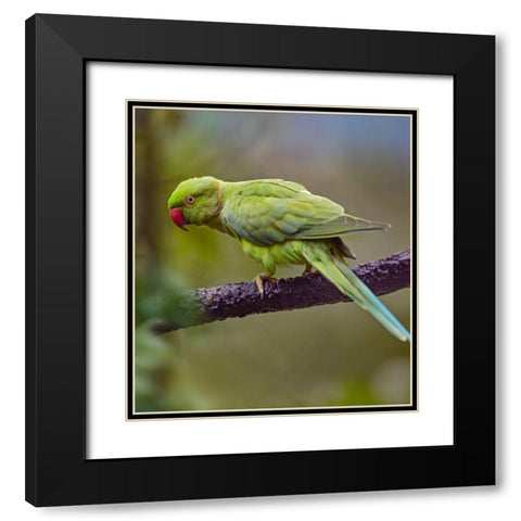 Indian Rose-ringed Parakeet II Black Modern Wood Framed Art Print with Double Matting by Fitzharris, Tim