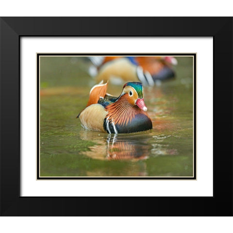 Mandarin Duck Male I Black Modern Wood Framed Art Print with Double Matting by Fitzharris, Tim