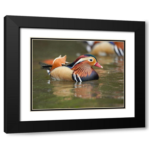 Mandarin Duck Male II Black Modern Wood Framed Art Print with Double Matting by Fitzharris, Tim