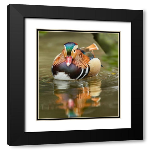 Mandarin Duck Male III Black Modern Wood Framed Art Print with Double Matting by Fitzharris, Tim