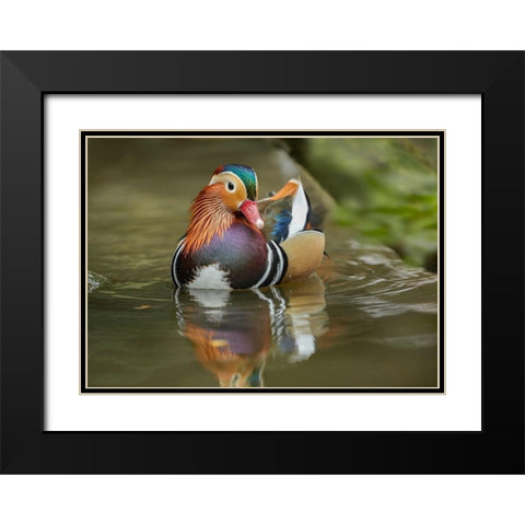 Mandarin Duck Male IV Black Modern Wood Framed Art Print with Double Matting by Fitzharris, Tim