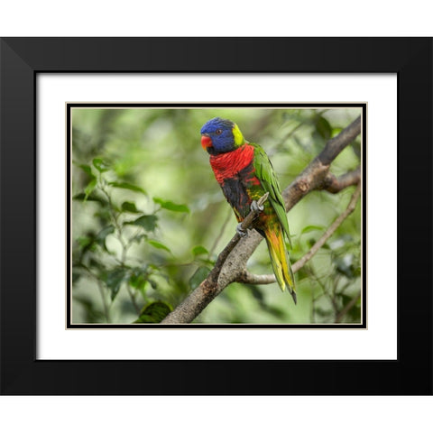 Rainbow Lory Green Naped Lory Black Modern Wood Framed Art Print with Double Matting by Fitzharris, Tim