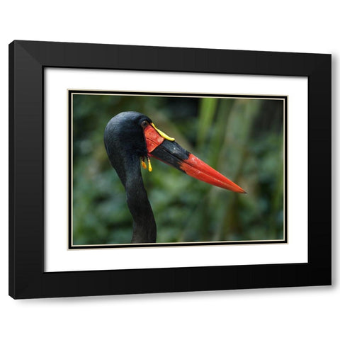 Saddle-billed Stork-Kenya I Black Modern Wood Framed Art Print with Double Matting by Fitzharris, Tim