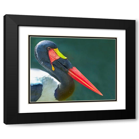 Saddle-billed Stork-Kenya II Black Modern Wood Framed Art Print with Double Matting by Fitzharris, Tim