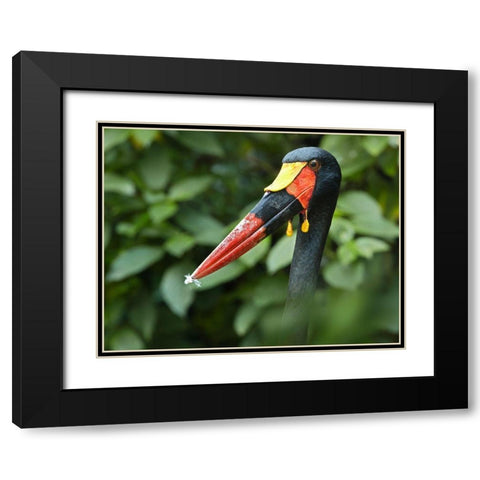 Saddle-billed Stork-Kenya IV Black Modern Wood Framed Art Print with Double Matting by Fitzharris, Tim