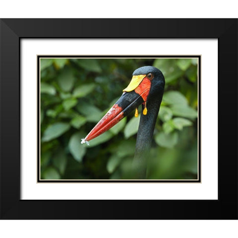 Saddle-billed Stork-Kenya IV Black Modern Wood Framed Art Print with Double Matting by Fitzharris, Tim