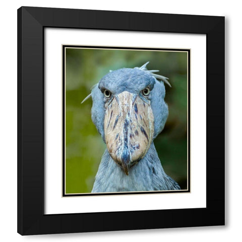 Shoe-billed Stork I Black Modern Wood Framed Art Print with Double Matting by Fitzharris, Tim