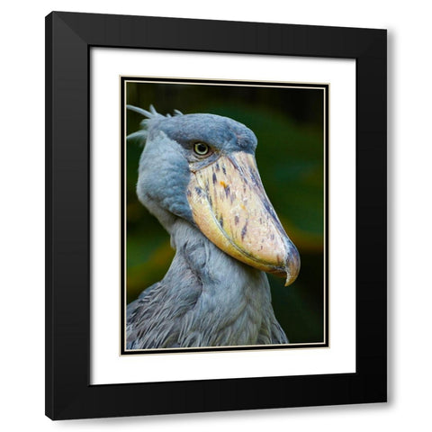 Shoe-billed Stork II Black Modern Wood Framed Art Print with Double Matting by Fitzharris, Tim