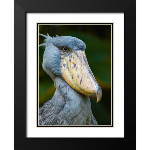 Shoe-billed Stork II Black Modern Wood Framed Art Print with Double Matting by Fitzharris, Tim