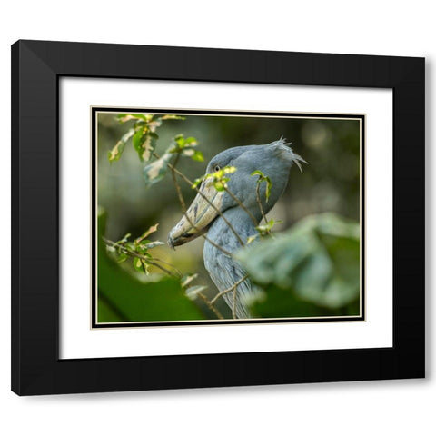 Shoe-billed Stork III Black Modern Wood Framed Art Print with Double Matting by Fitzharris, Tim