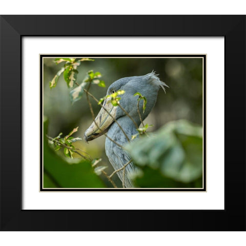 Shoe-billed Stork III Black Modern Wood Framed Art Print with Double Matting by Fitzharris, Tim