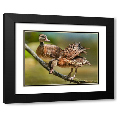 White Spotted Tree Ducks Black Modern Wood Framed Art Print with Double Matting by Fitzharris, Tim
