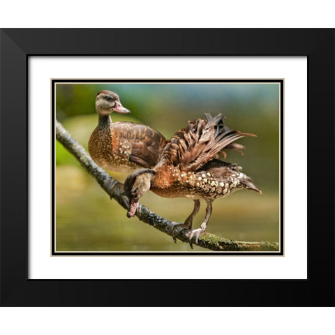 White Spotted Tree Ducks Black Modern Wood Framed Art Print with Double Matting by Fitzharris, Tim