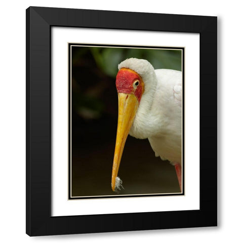 Yellow-billed Stork Black Modern Wood Framed Art Print with Double Matting by Fitzharris, Tim