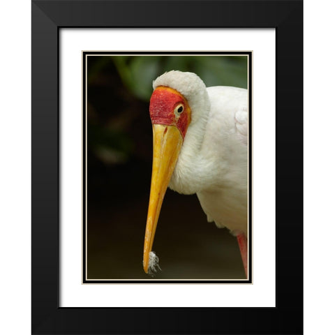 Yellow-billed Stork Black Modern Wood Framed Art Print with Double Matting by Fitzharris, Tim