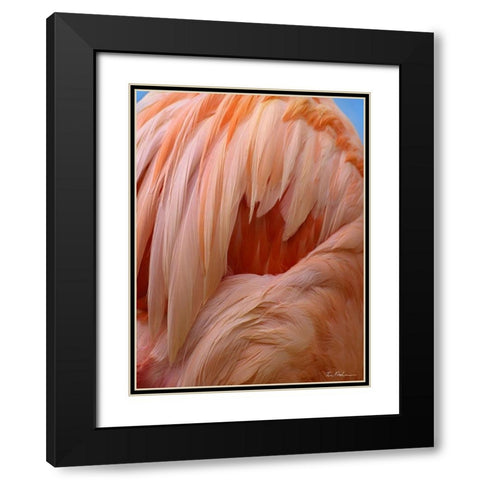 Caribbean Greater Flamingo Close-up of Back Black Modern Wood Framed Art Print with Double Matting by Fitzharris, Tim