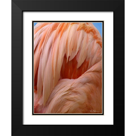 Caribbean Greater Flamingo Close-up of Back Black Modern Wood Framed Art Print with Double Matting by Fitzharris, Tim